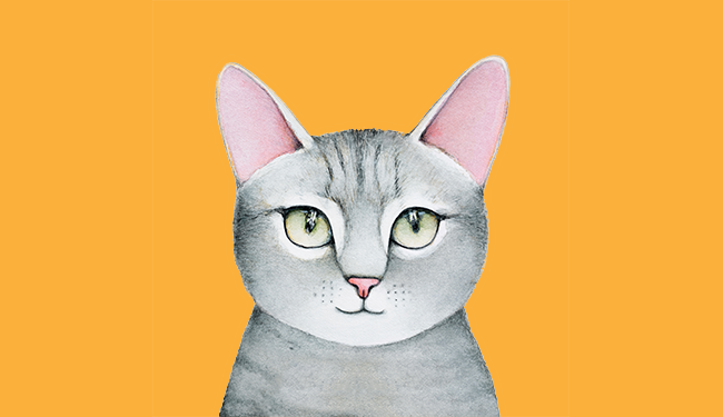 cat